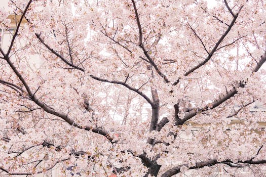 Japan’s Best Onsen Hotels for Experiencing the Cherry Blossom Season